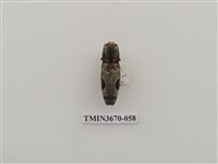 藏品(叩頭蟲(1))的圖片